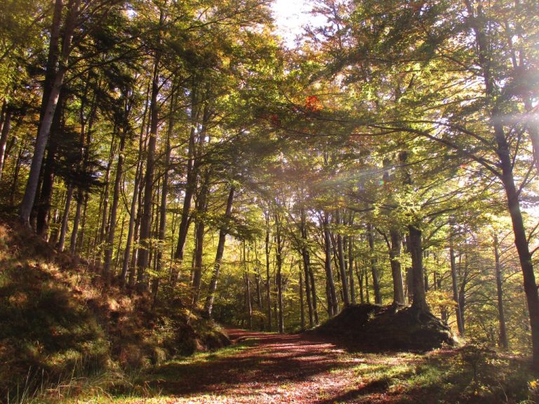Un pacchetto di interventi da 600mila euro per la cura e la valorizzazione delle foreste