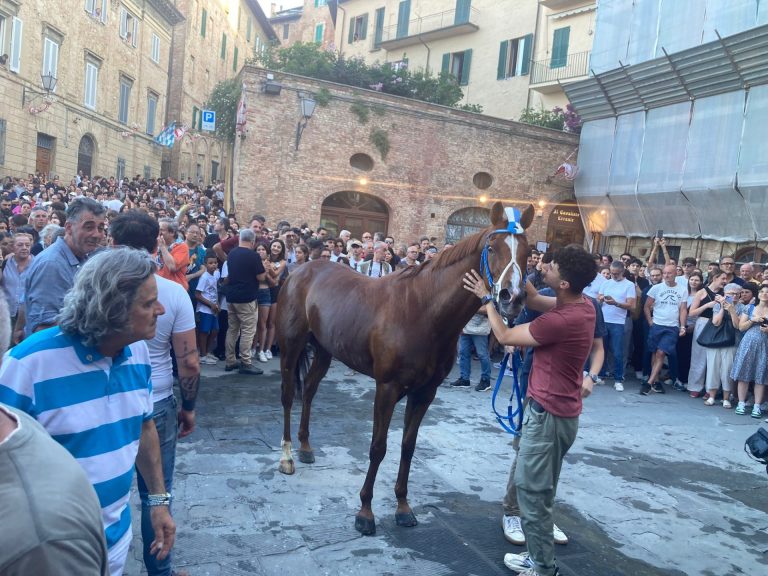 Palio di Siena del 16 agosto, tutti i cavalli ammessi alla Tratta: fuori Zio Frac