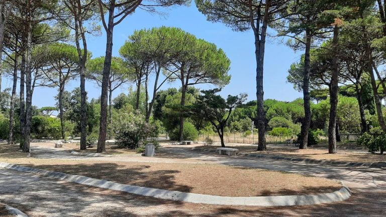 Pinete a rischio. L’aggressione della cocciniglia tartaruga. Gli interventi in atto e come riconoscerla