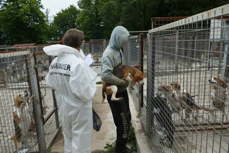 Sequestrati 194 cani da un allevamento: contestate irregolarità