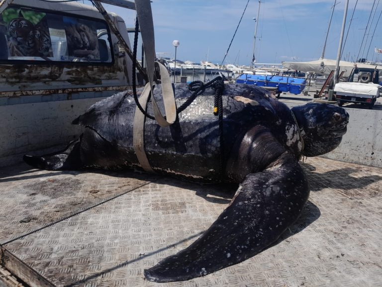 Ritrovata morta la tartaruga più grande del mondo: è stata recuperata nel mare della Versilia dalle Fiamme gialle