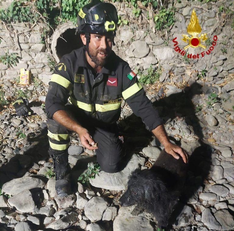 Il piccolo cane Tobia finisce in un condotto dell’acqua. Salvato dai Vigili del fuoco