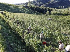 Il gran caldo cambia i tempi dell’agricoltura: vendemmia anticipata di settimane. Benefici solo per il grano