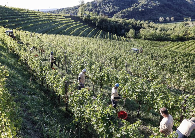 Vendemmia in Toscana. “Sarà di ottima qualità”. Già anticipata per i rossi , al via per i bianchi