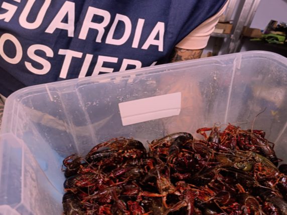 Prato, cento gamberi della Louisiana rivenuti vivi nel frigo di un ristorante