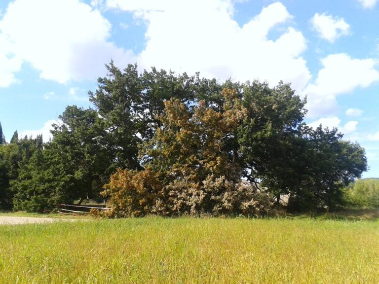 In Toscana 165 alberi monumentali: 89 in più rispetto al 2019