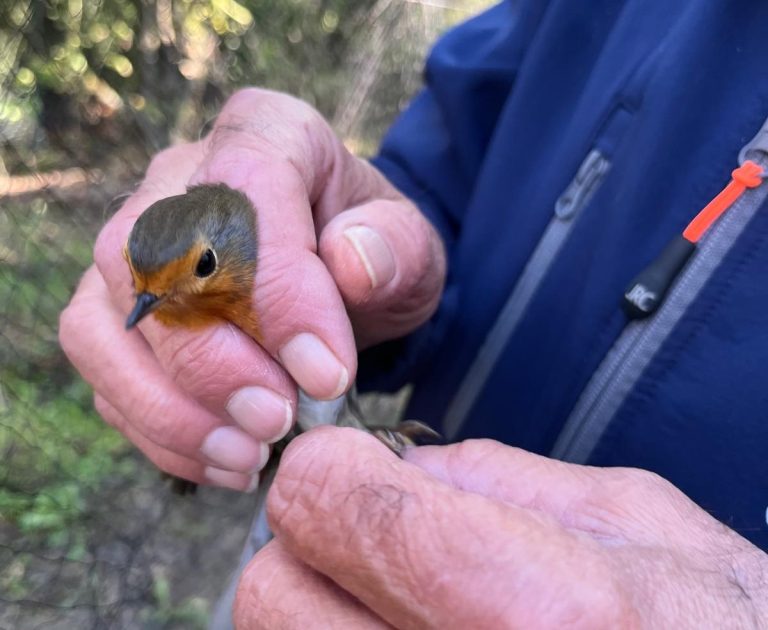 Nella Riserva Naturale del Lago di Montepulciano censiti 2856 volativi di 54 specie diverse