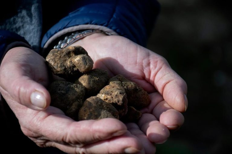 Asciano celebra il tartufo bianco delle Crete Senesi con un fine settimana di appuntamenti
