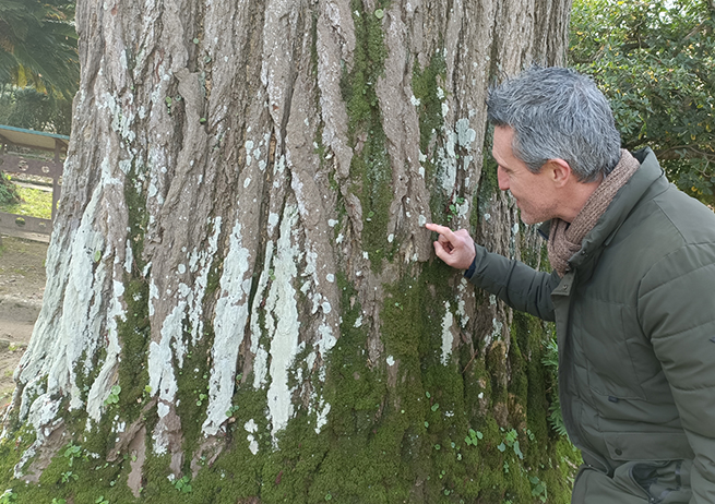 Trovati 57 licheni rari nell’Orto botanico dell’Università di Pisa: purificano anche l’aria