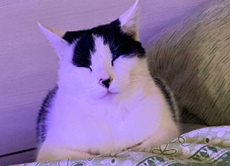 Orrore a Prato: cadaveri di tre gatti gettati in un tombino. “Atto di violenza inaudita”