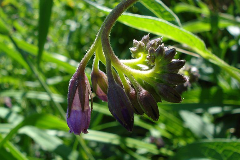 Censita la flora di Pisa: 1404 piante autoctone. Il problema delle invasioni aliene