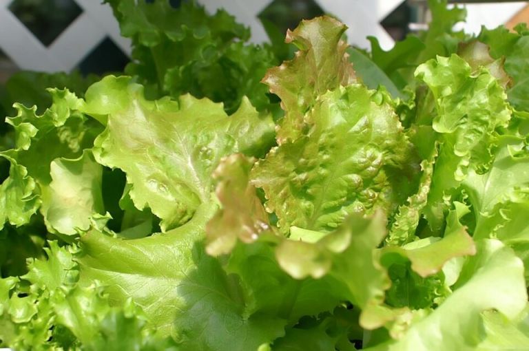Il Comune di Sovicille aderisce e promuove la Green Food Week 25
