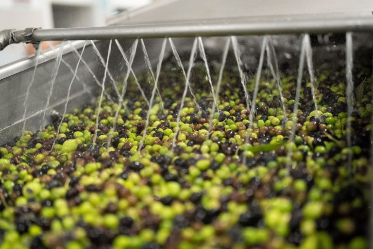 Il Frantoio del Monte Pisano celebra l’olivicoltura tra formazione, territorio e innovazione