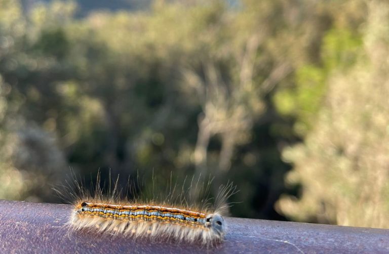 Insetti sospetti nel Parco della Maremma: non sono processionarie, ma specie innocue