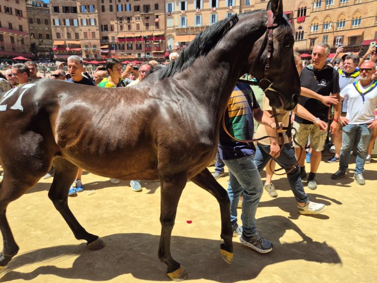 Palio di Siena. La sorte bacia Tartuca, Chiocciola, Lupa e Bruco