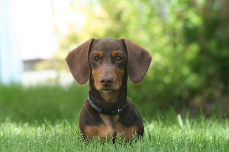 Picchia il proprio cane, 30enne denunciato per maltrattamenti