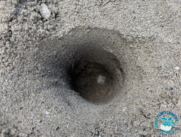 All’Elba una nuova nidificazione della tartaruga Caretta Caretta