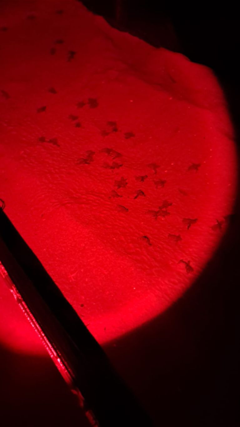Straordinaria nidiata a Marina di Pisa. In mare cinquanta tartarughe Caretta-Caretta