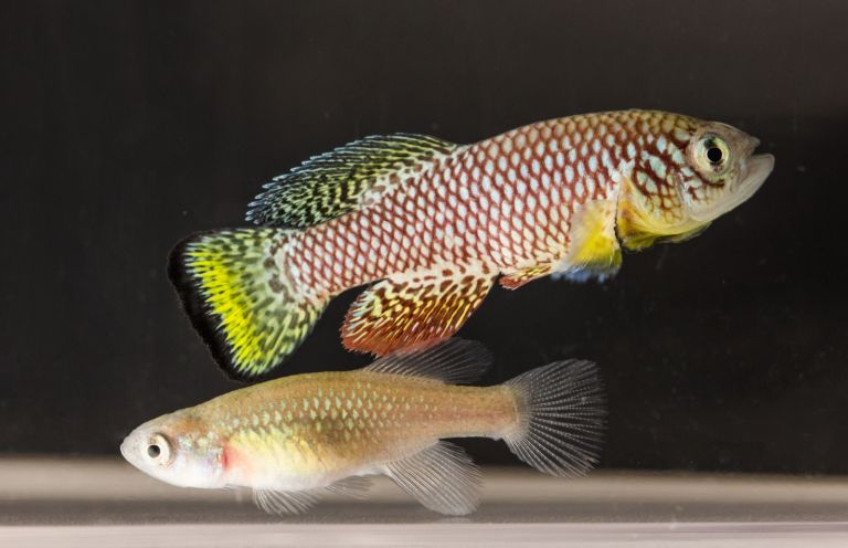 Lo studio sul pesce africano. Con il blocco della produzione di proteine il cervello invecchia