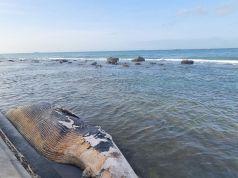 Balenottera spiaggiata sotto la Terrazza Mascagni: al lavoro per la rimozione della carcassa