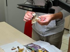 Raccolta funghi. Come evitare intossicazioni. I numeri per contattare gli esperti