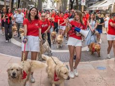 Soci, arriva il raduno nazionale dei Golden Retriever: saranno oltre 150 da tutta Italia