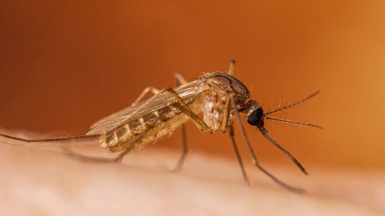 Aumentano i casi da West Nile in Valdichiana: otto episodi sospetti