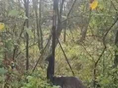 Un emù a spasso sul lungarno D’Annunzio a Pisa