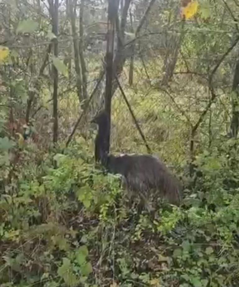 Un emù a spasso sul lungarno D’Annunzio a Pisa