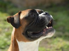 Aggredita da tre boxer mentre passeggia, 65enne in gravi condizioni