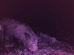 Fauna selvatica gestita con IA e 5G. Il Parco di San Rossore corre nel futuro