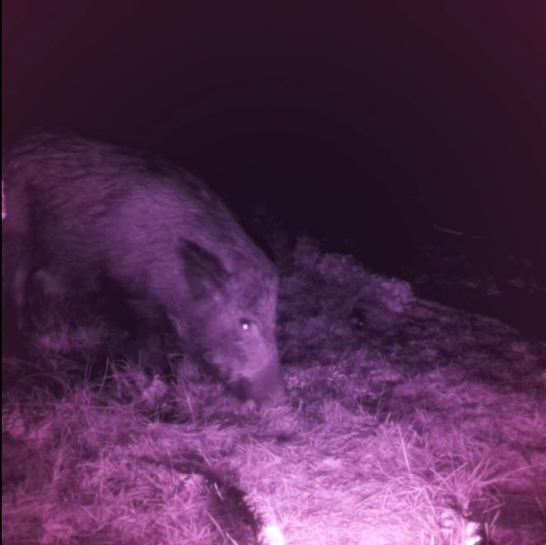 Fauna selvatica gestita con IA e 5G. Il Parco di San Rossore corre nel futuro