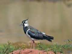 La Toscana riapre la caccia alla pavoncella: WWF e associazioni ambientaliste lanciano una dura diffida