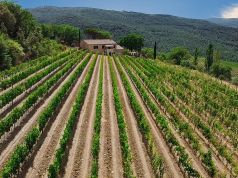 Un’altra fetta di Brunello in mani estere: Cerbaia alla famiglia Lee