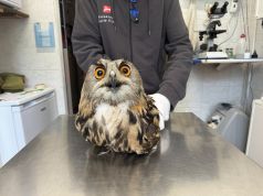 Lipu, oltre 6.000 uccelli salvati. Le attività del Centro fauna selvatica