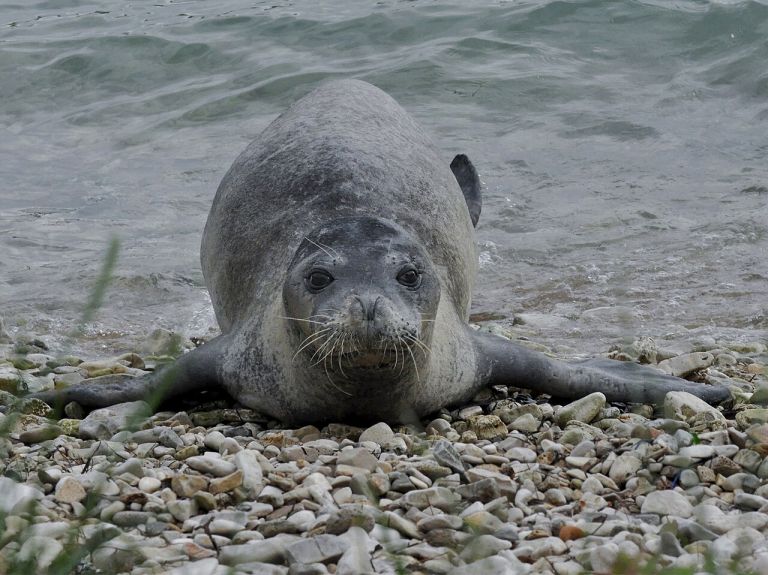 Foca monaca “ascoltata” ma non vista. Presenza rarissima nell’Arcipelago