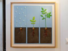 “Storie sulle dita. Alberi”. A San Quirico d’Orcia la mostra accessibile ai non vedenti