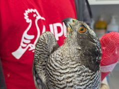 Animali feriti, cosa fare se in difficoltà. Le regole da seguire secondo la Lipu e le emergenze