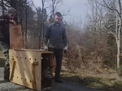 Liberati 18 caprioli catturati nell’area dell’autodromo del Mugello I caprioli liberati