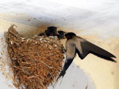 Proteggete le rondini. Appello per tutela dei nidi. “Specie fondamentale per ecosistema”