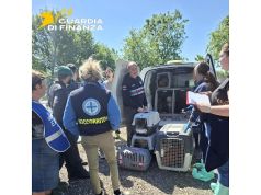 Sequestrato un allevamento lager, in salvo cento barboncini