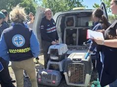 Sequestrato allevamento lager, in salvo cento barboncini