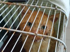 Orrore a Santa Luce: gatto impallinato e preso a fucilate. Il Comune sporge denuncia: Crudeltà scellerata