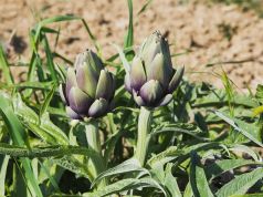 Carciofo empolese verso il presidio Slow Food. Domenica appuntamento con Agricoltura in Festa