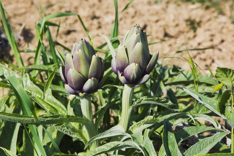 Carciofo empolese verso il presidio Slow Food. Domenica appuntamento con Agricoltura in Festa