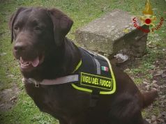 E’ morta Allyson il cane Vigile del Fuoco della Toscana