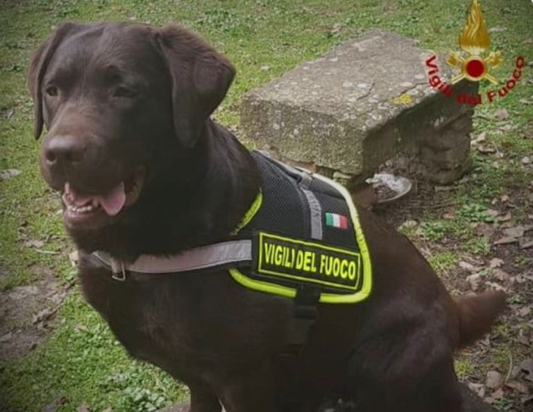 E’ morta Allyson il cane Vigile del Fuoco della Toscana