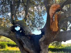 Brucia leccio monumentale. Sindaco: “Provo rabbia. Faremo di tutto per salvarlo”