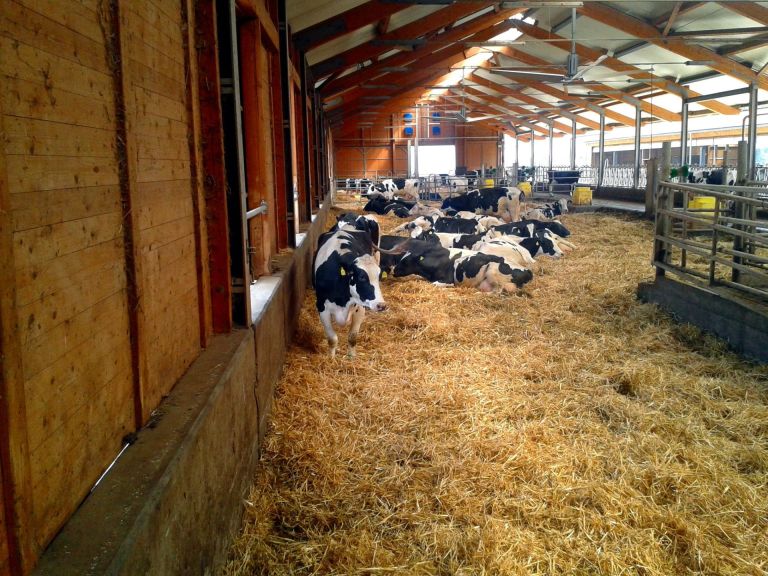La produzione di latte negli allevamenti toscani minata dal caldo estremo: per Coldiretti si rischia un calo del 30%