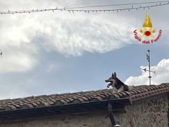 Cane bloccato sul tetto di un’abitazione, i Vigili del fuoco lo mettono in salvo